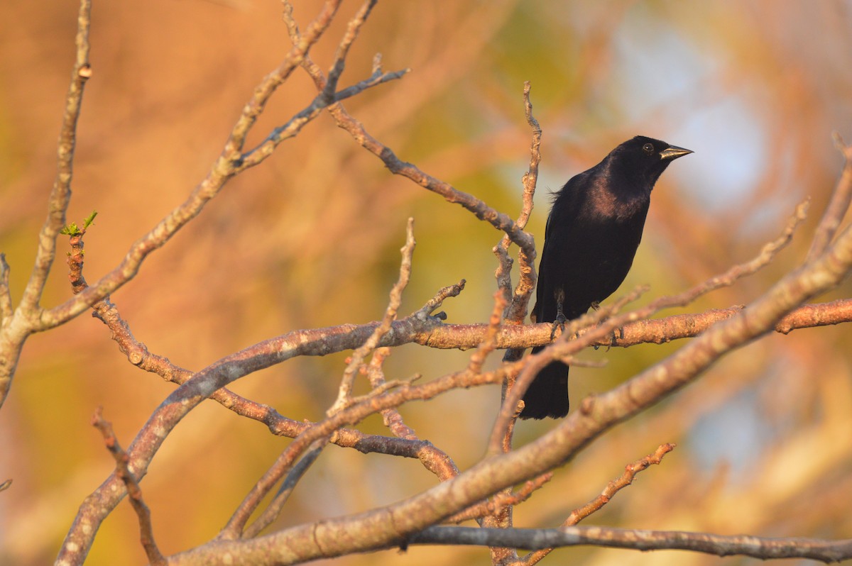 Shiny Cowbird - Eduardo Pacheco Cetina