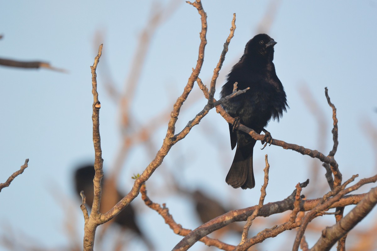 Shiny Cowbird - Eduardo Pacheco Cetina