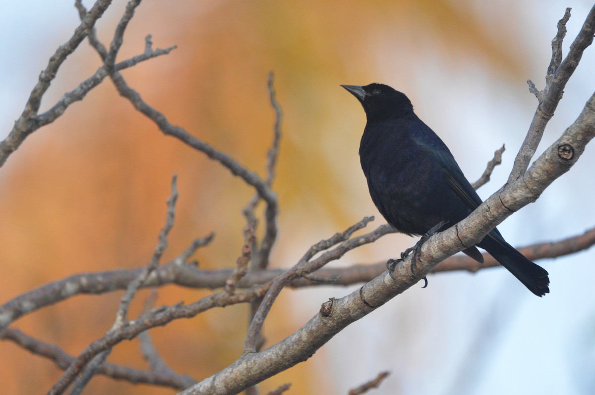 Shiny Cowbird - Eduardo Pacheco Cetina