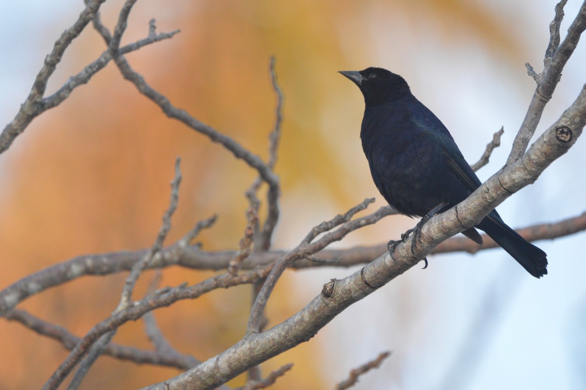 Shiny Cowbird - Eduardo Pacheco Cetina