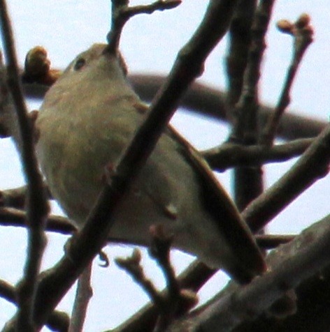 Roitelet à couronne rubis - ML617337953