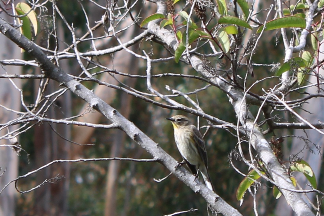 Yellow-rumped Warbler - Anonymous