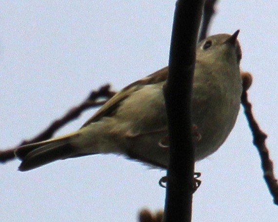 Roitelet à couronne rubis - ML617337989