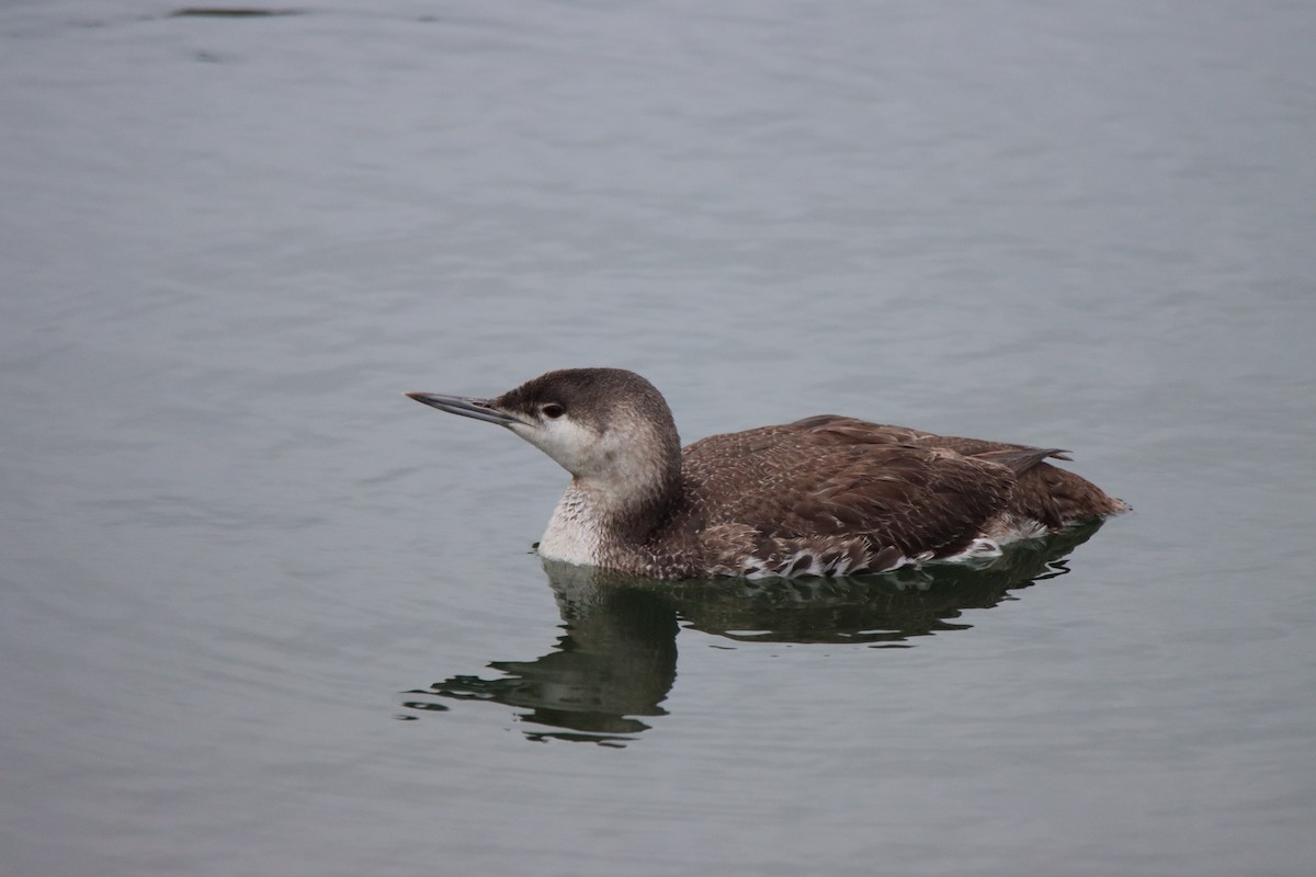 Red-throated Loon - Vicky Atkinson