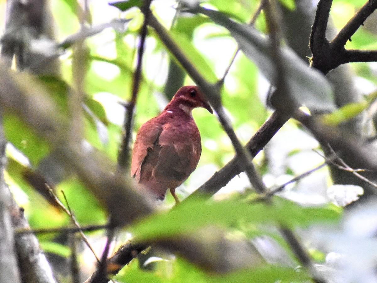 Ruddy Quail-Dove - ML617338016