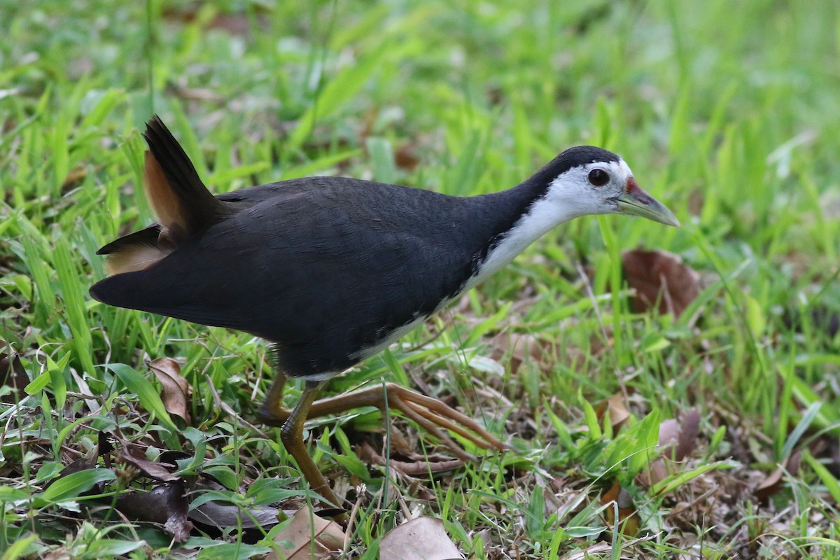 White-breasted Waterhen - ML617338060