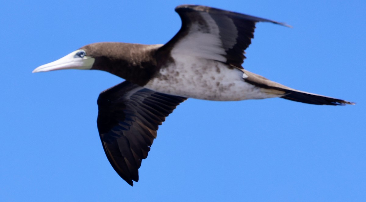 Brown Booby - ML617338068