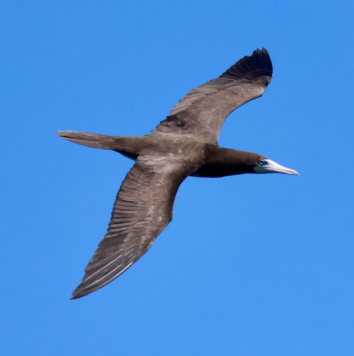 Brown Booby - ML617338069