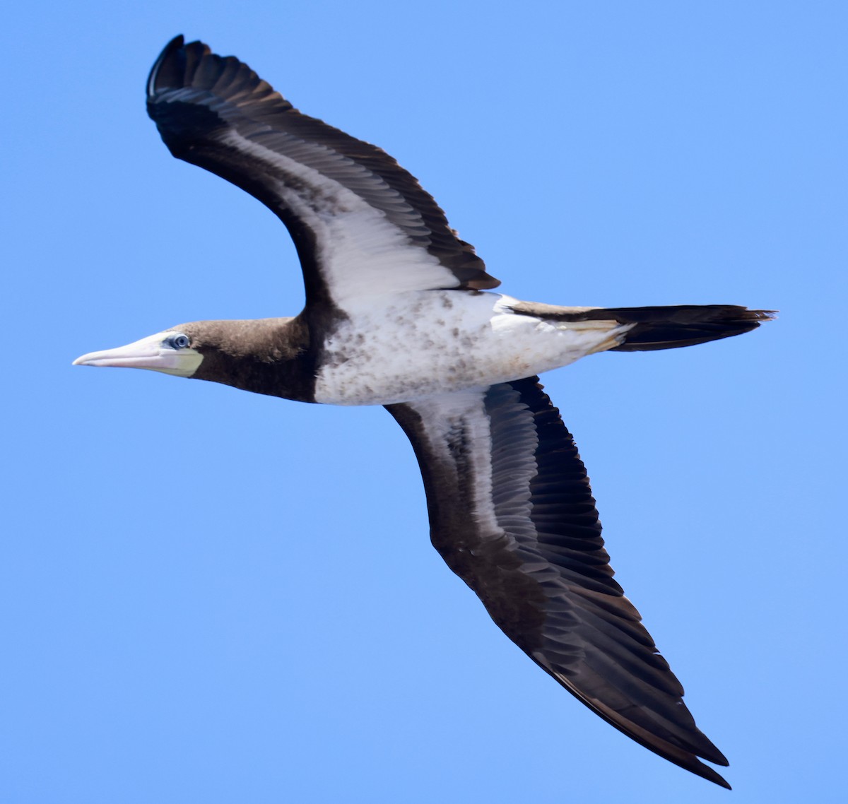 Brown Booby - ML617338070
