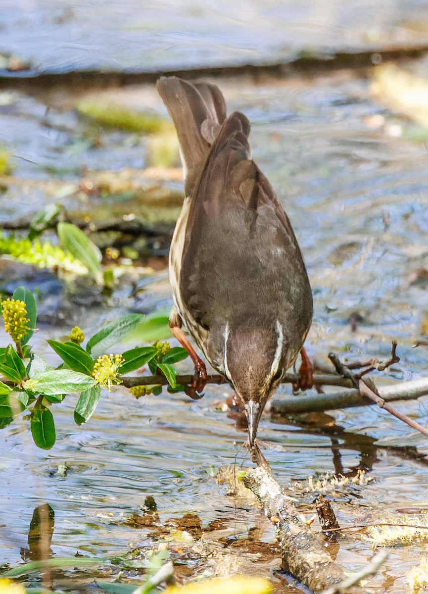 Louisiana Waterthrush - ML617338092