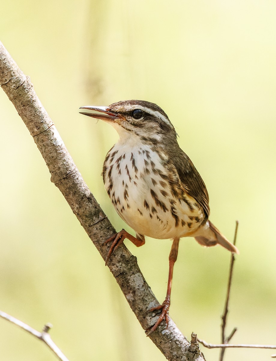 Louisiana Waterthrush - ML617338097