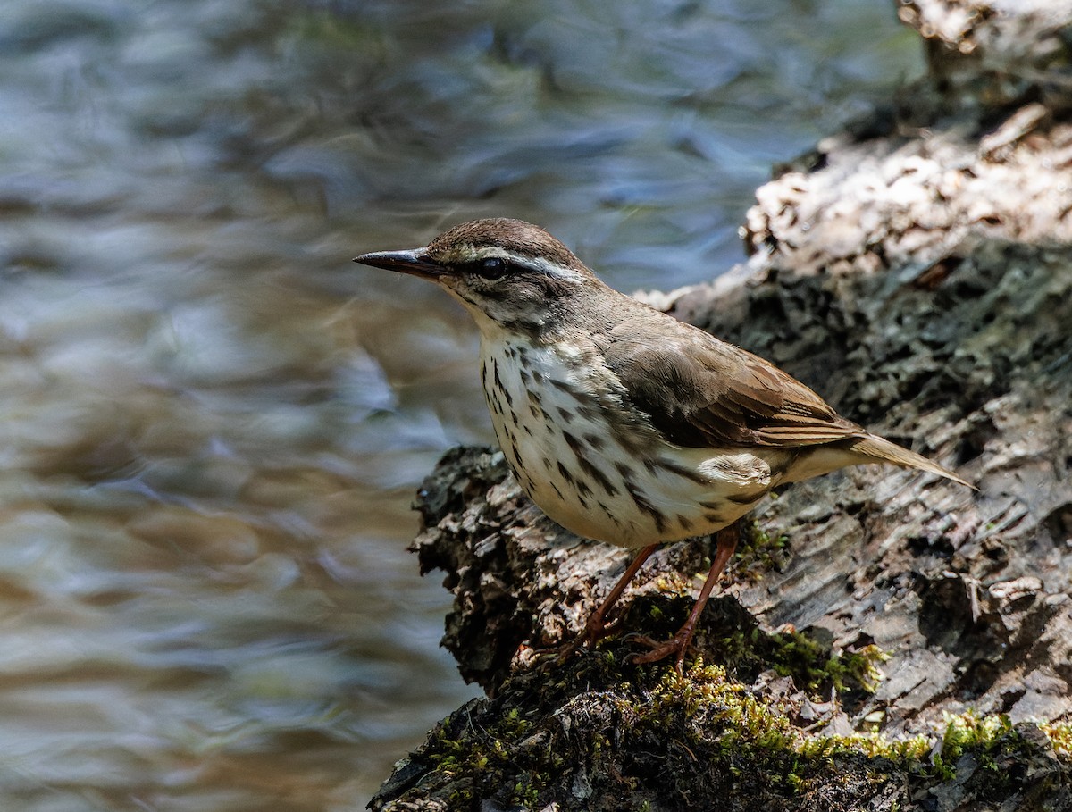 Louisiana Waterthrush - ML617338100