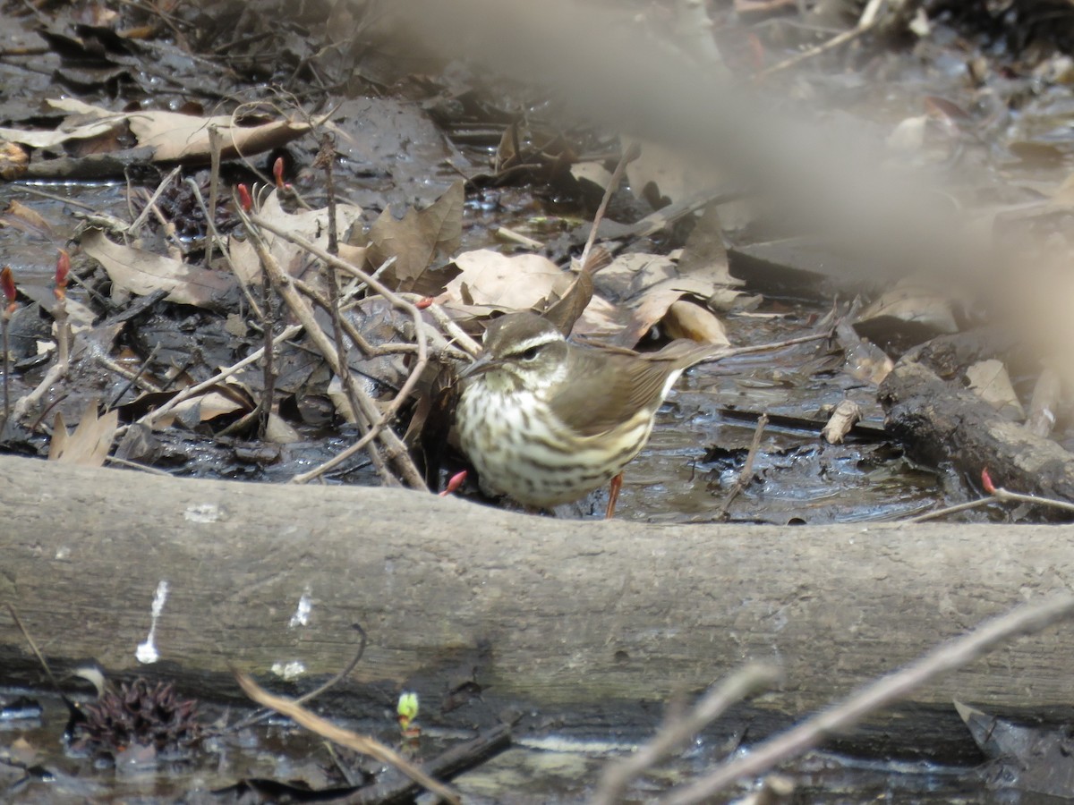 Louisiana Waterthrush - ML617338158