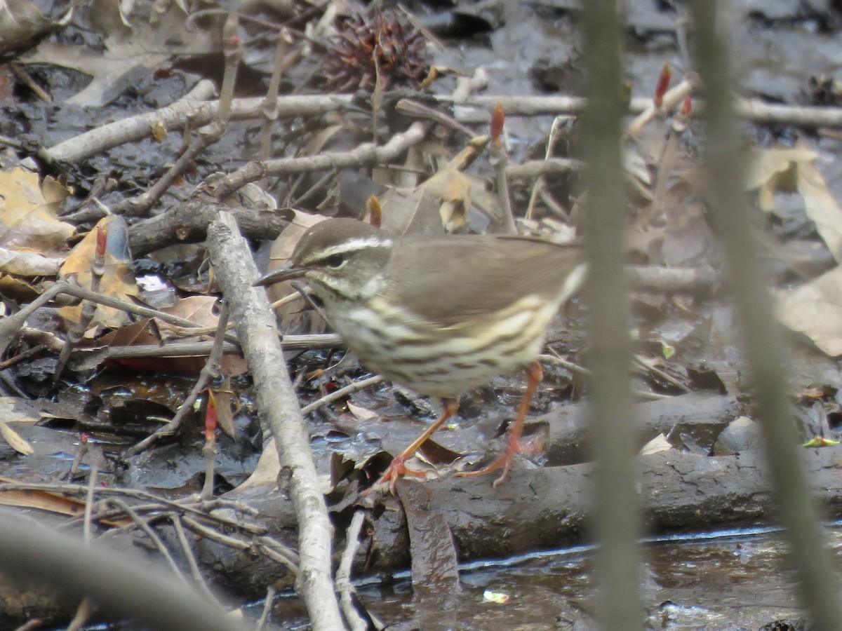 Louisiana Waterthrush - ML617338159