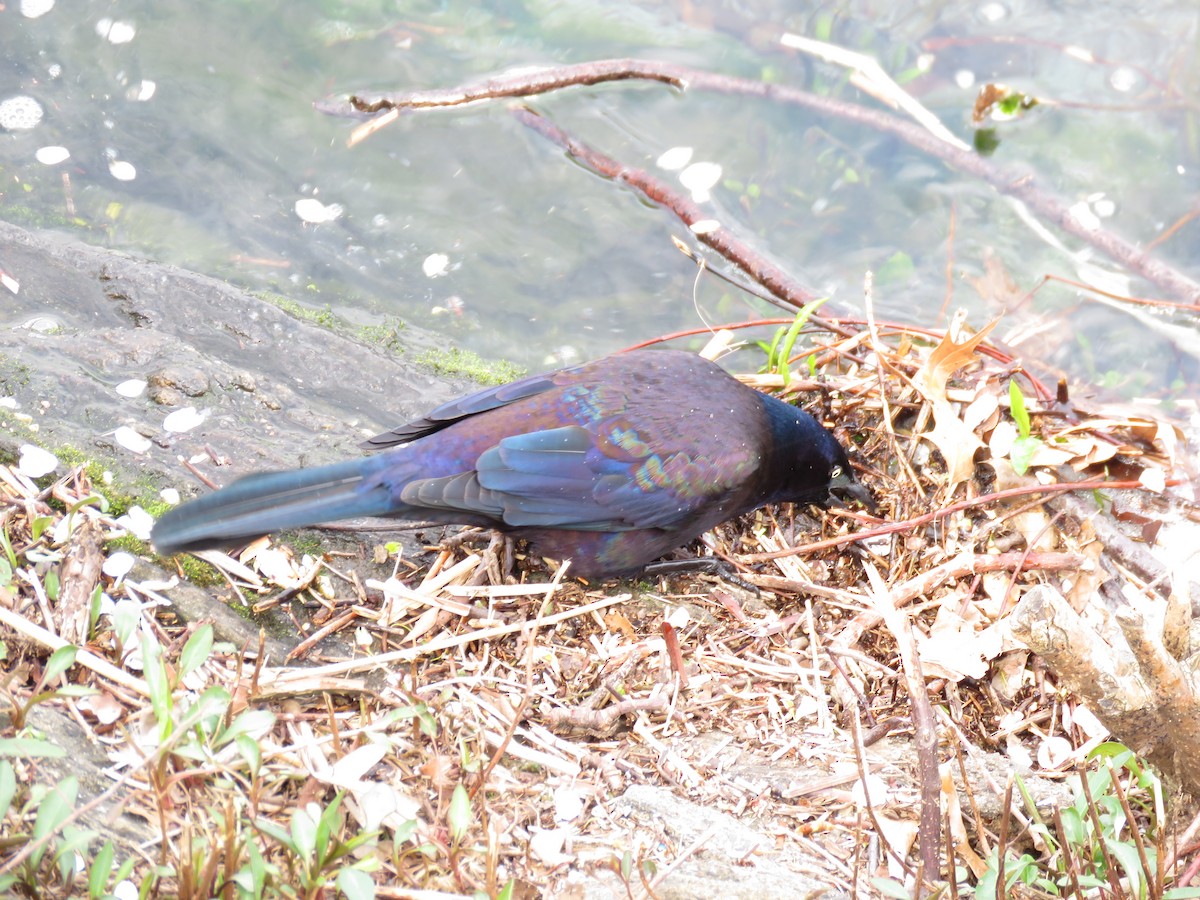 Common Grackle - ML617338184