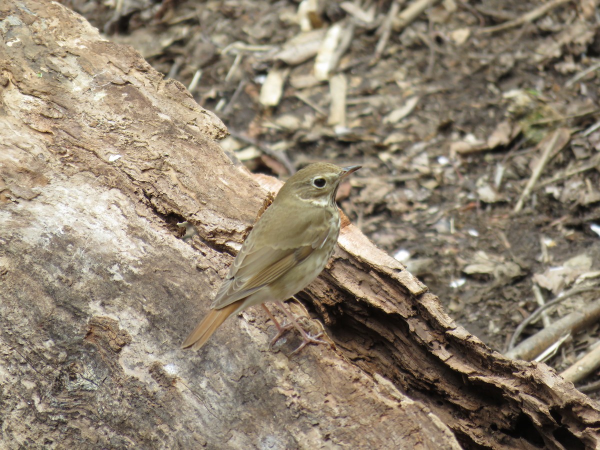 Hermit Thrush - ML617338194