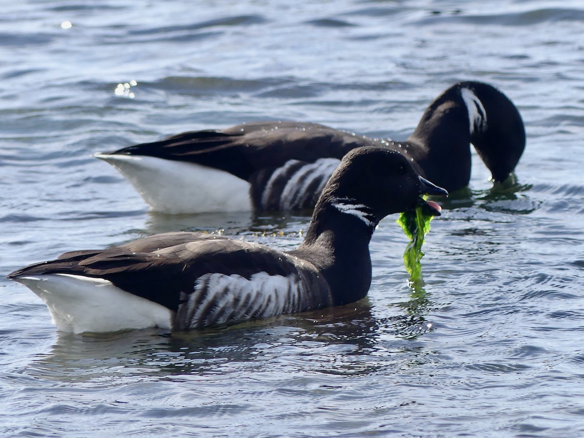 Brant - ML617338207