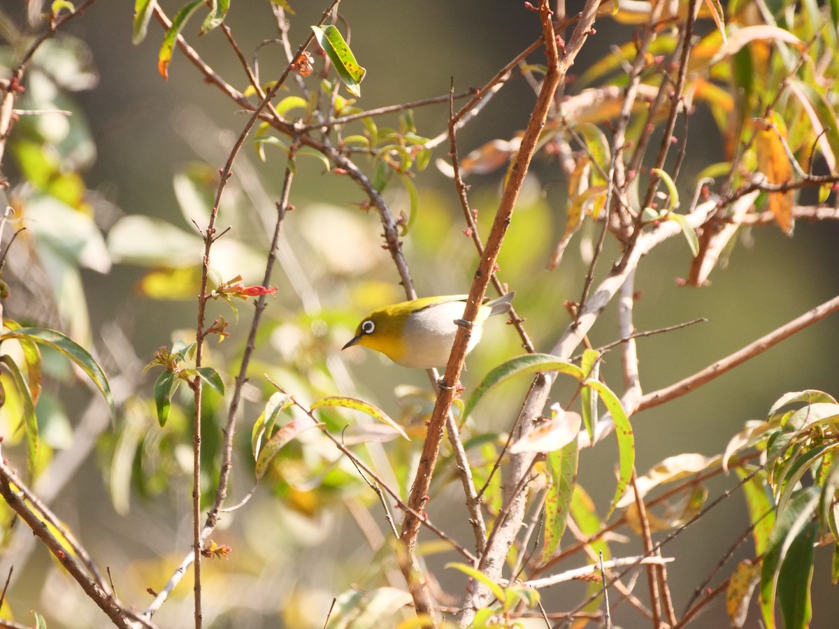 Indian White-eye - ML617338218