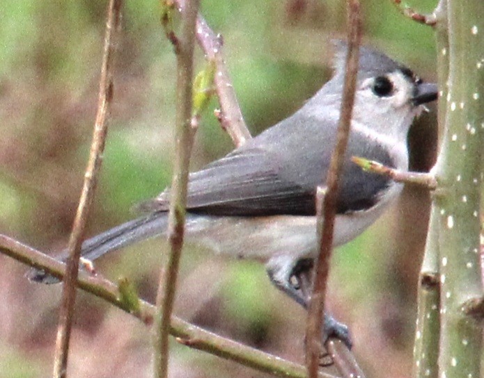 Tufted Titmouse - ML617338232