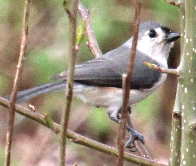 Tufted Titmouse - ML617338233