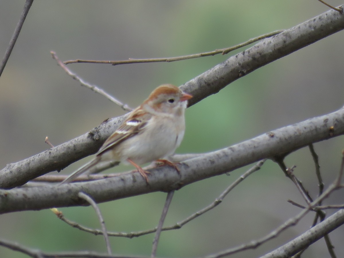 Field Sparrow - ML617338239