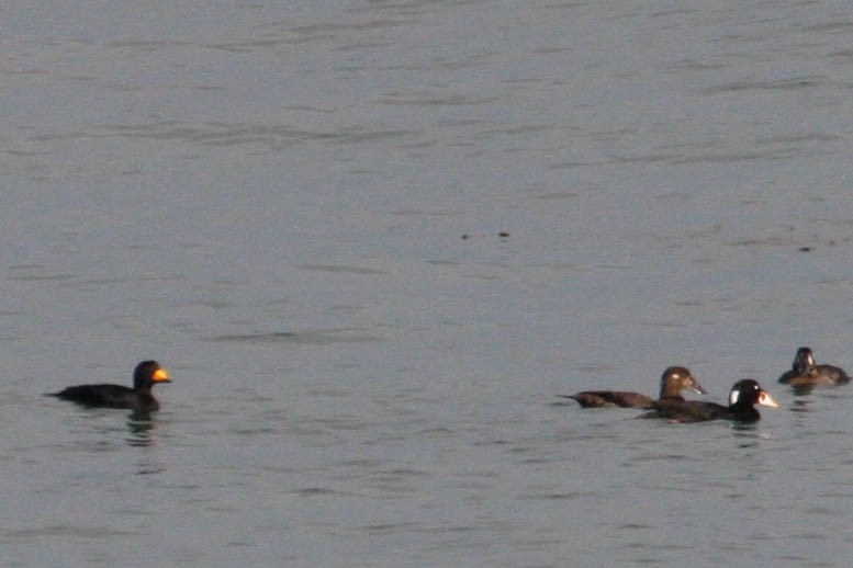 Black Scoter - margeNdon thornton