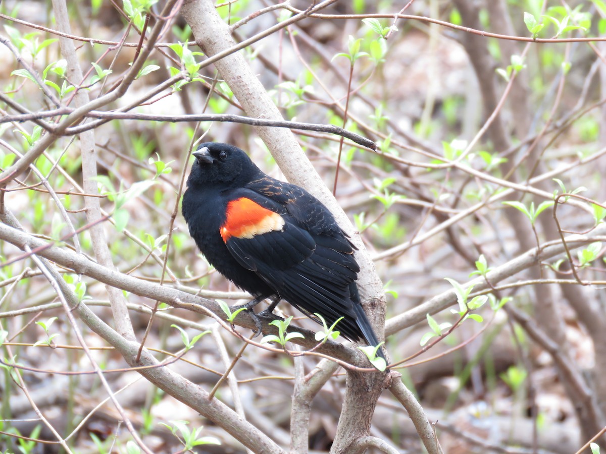 Red-winged Blackbird - ML617338268