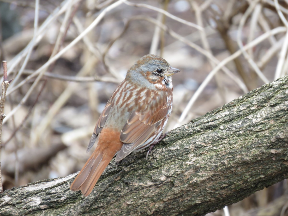 Fox Sparrow (Red) - ML617338271