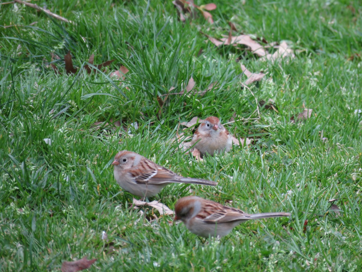Field Sparrow - ML617338281