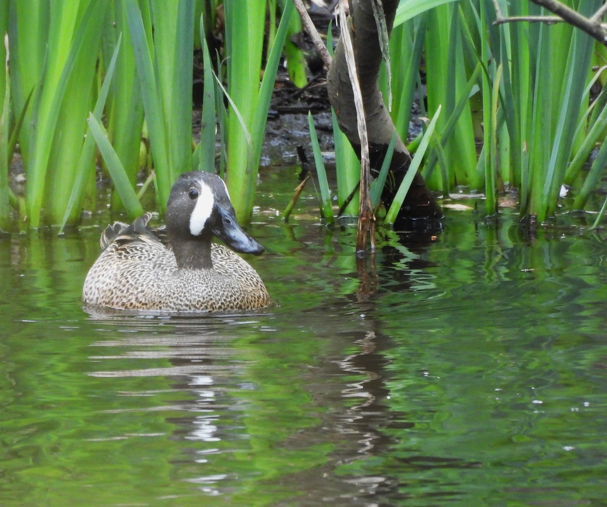 Blue-winged Teal - ML617338285