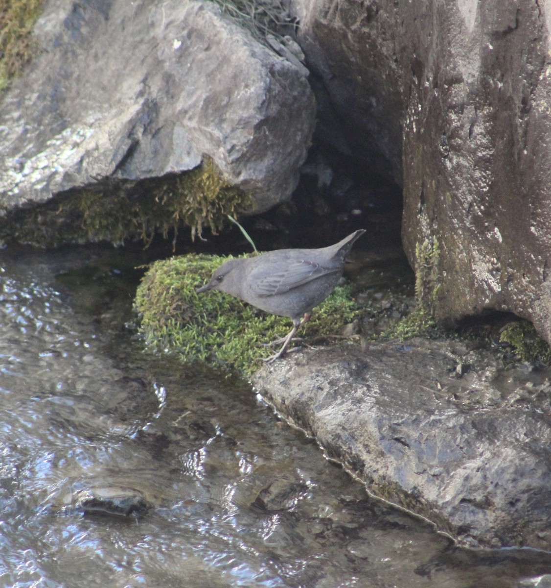 American Dipper - ML617338286