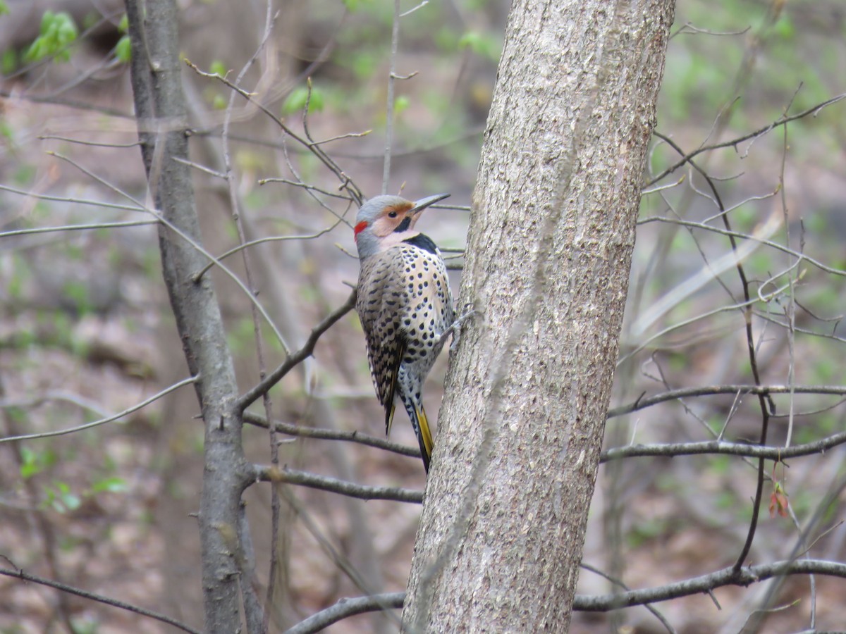 Northern Flicker - ML617338297