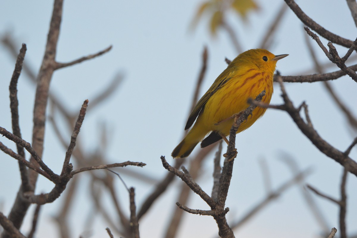 Yellow Warbler - Eduardo Pacheco Cetina