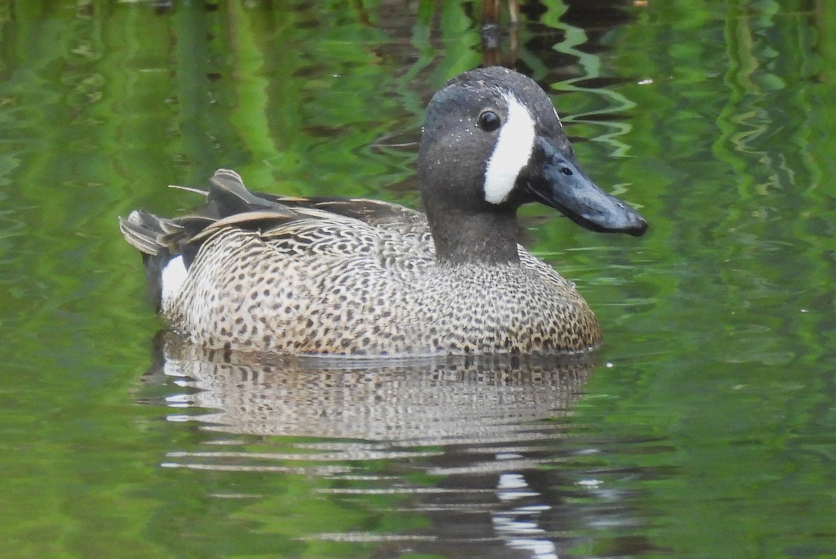Blue-winged Teal - ML617338301