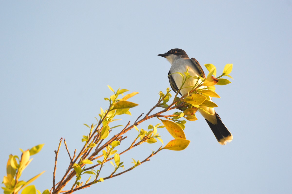 Eastern Kingbird - Eduardo Pacheco Cetina