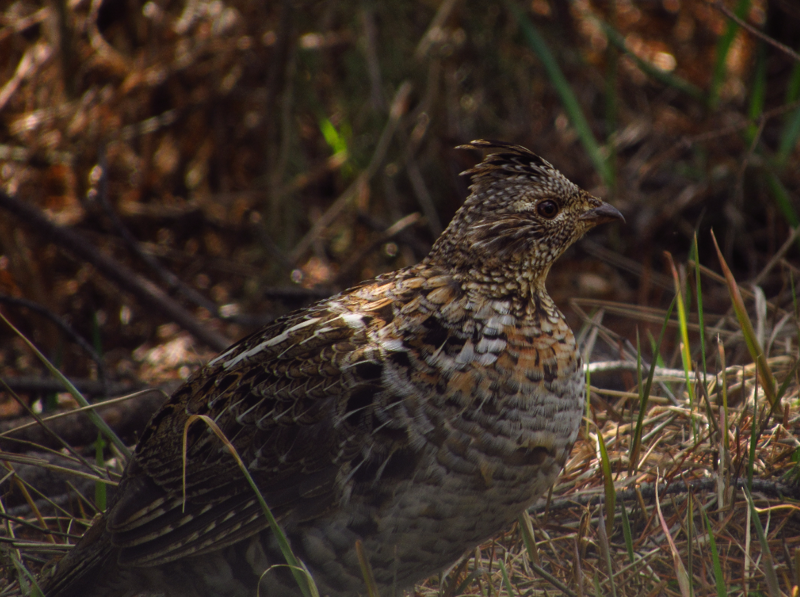 Ruffed Grouse - ML617338323