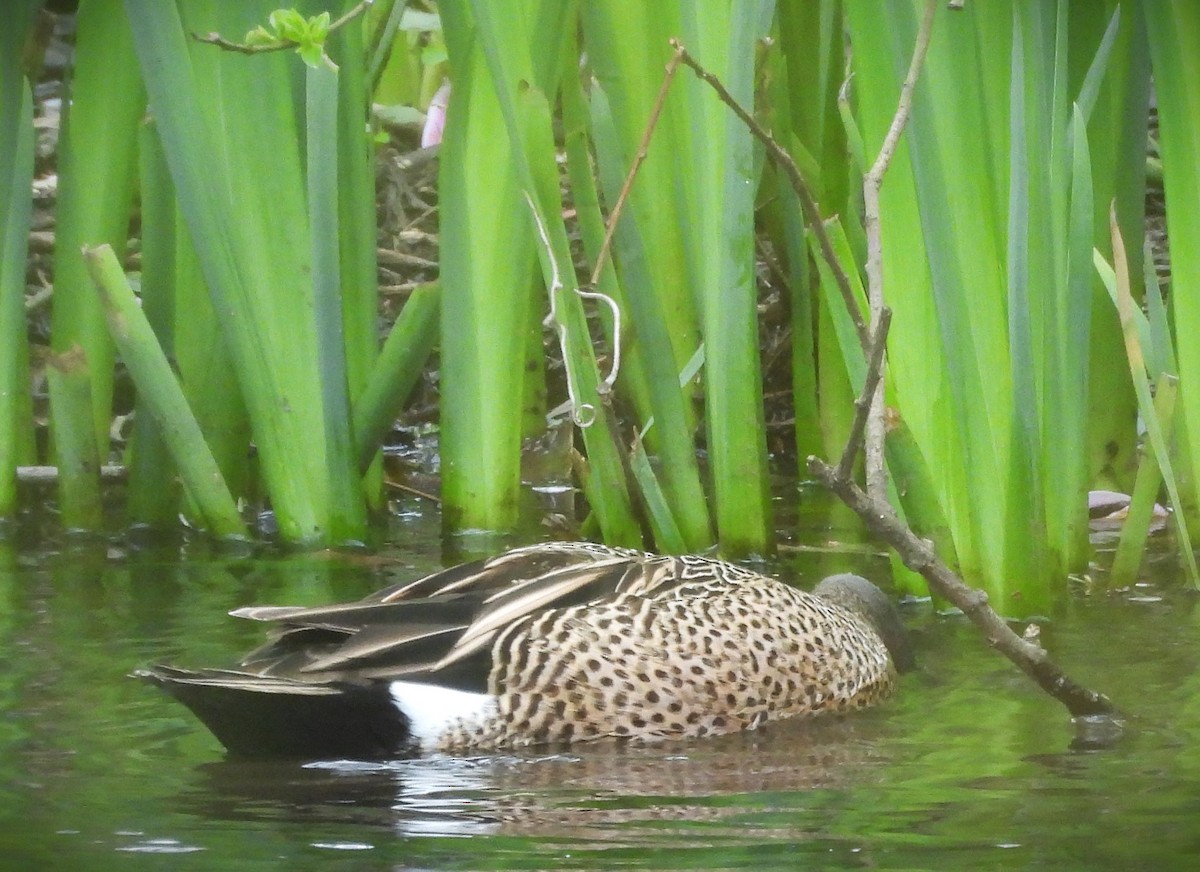 Blue-winged Teal - ML617338327