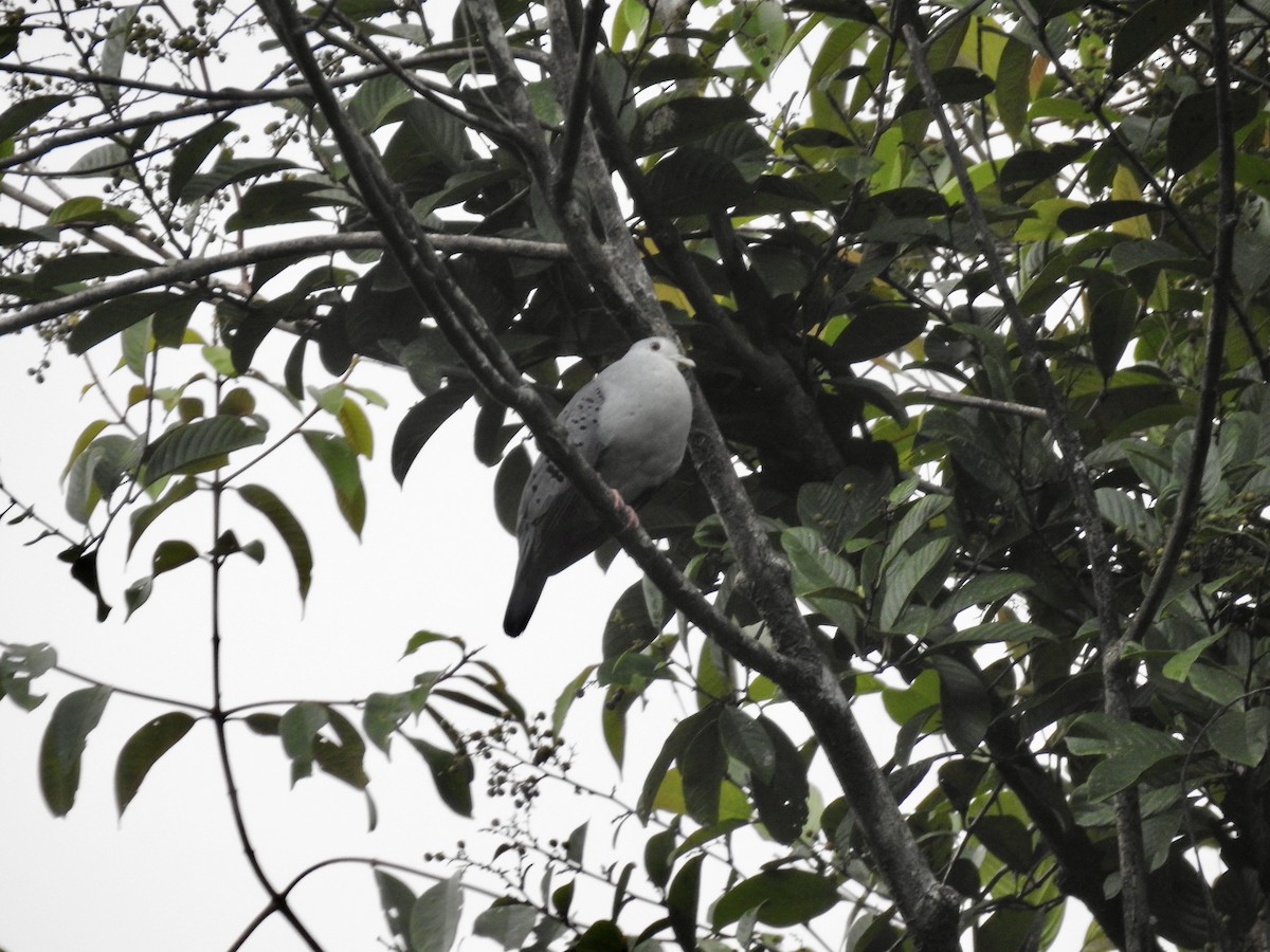 Blue Ground Dove - ML617338356