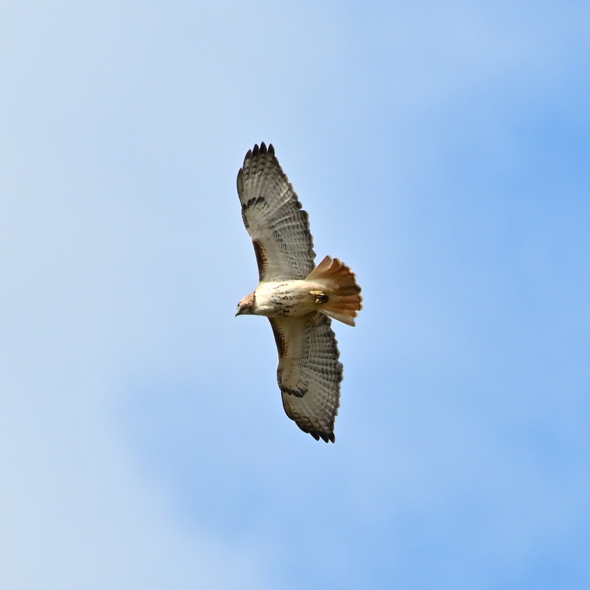 Red-tailed Hawk (borealis) - ML617338359