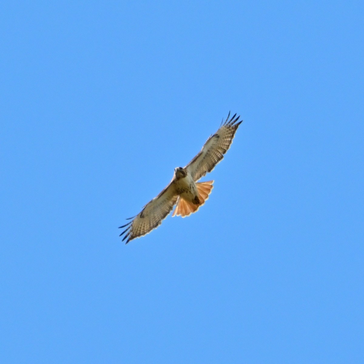 Red-tailed Hawk (borealis) - Brian Vitunic