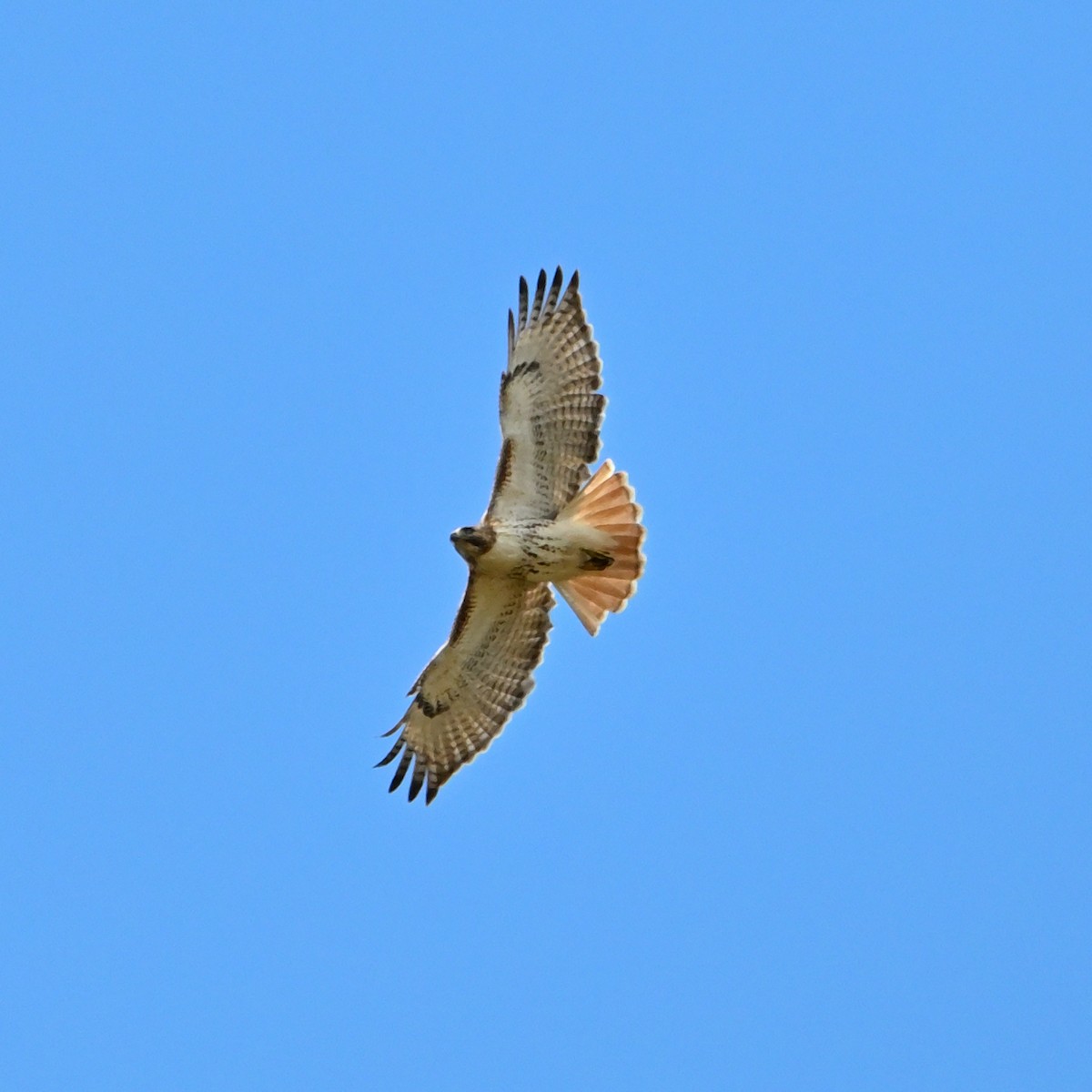 Red-tailed Hawk (borealis) - ML617338363