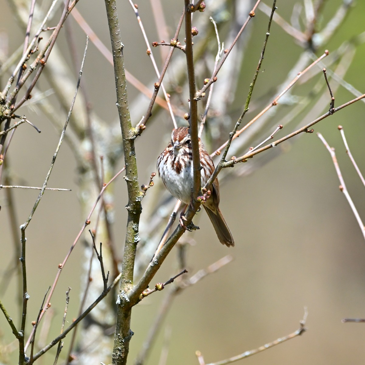 Song Sparrow - ML617338384