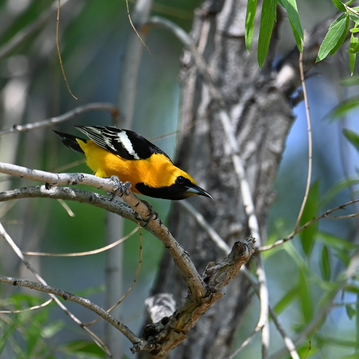 Hooded Oriole (nelsoni Group) - ML617338385