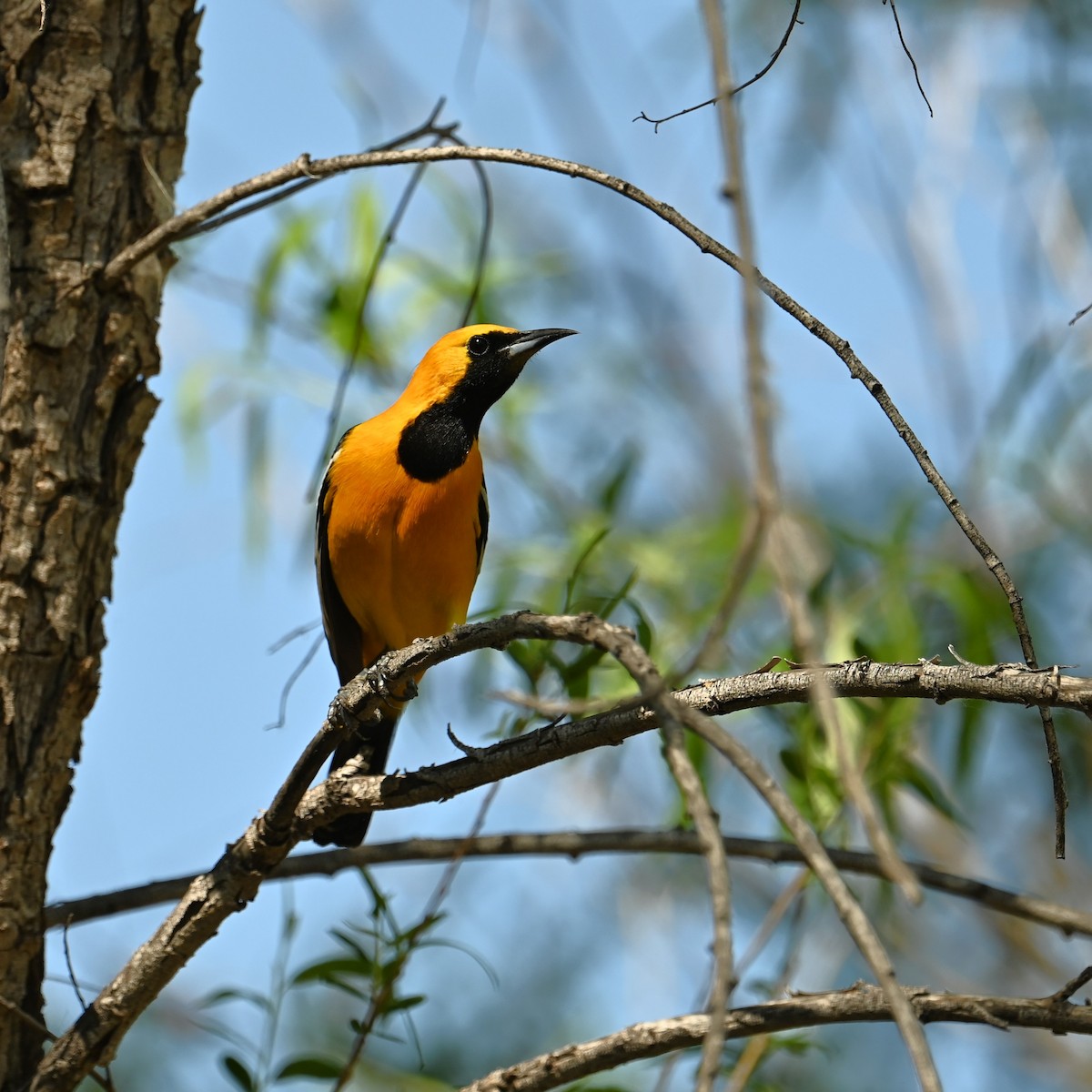 Hooded Oriole (nelsoni Group) - ML617338387