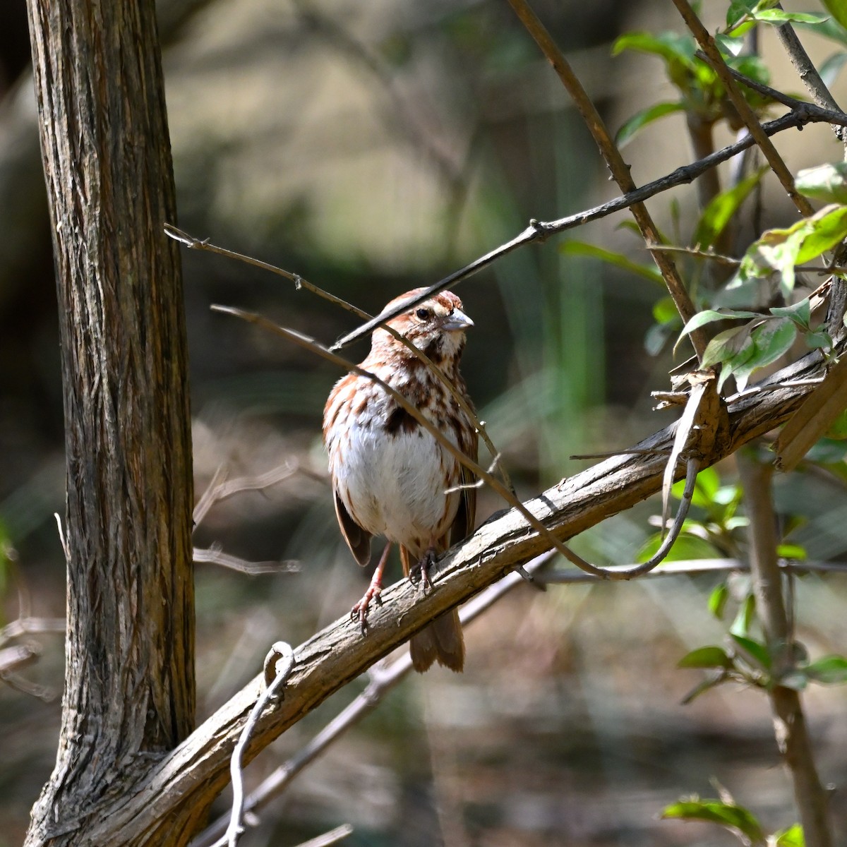 Song Sparrow - ML617338388