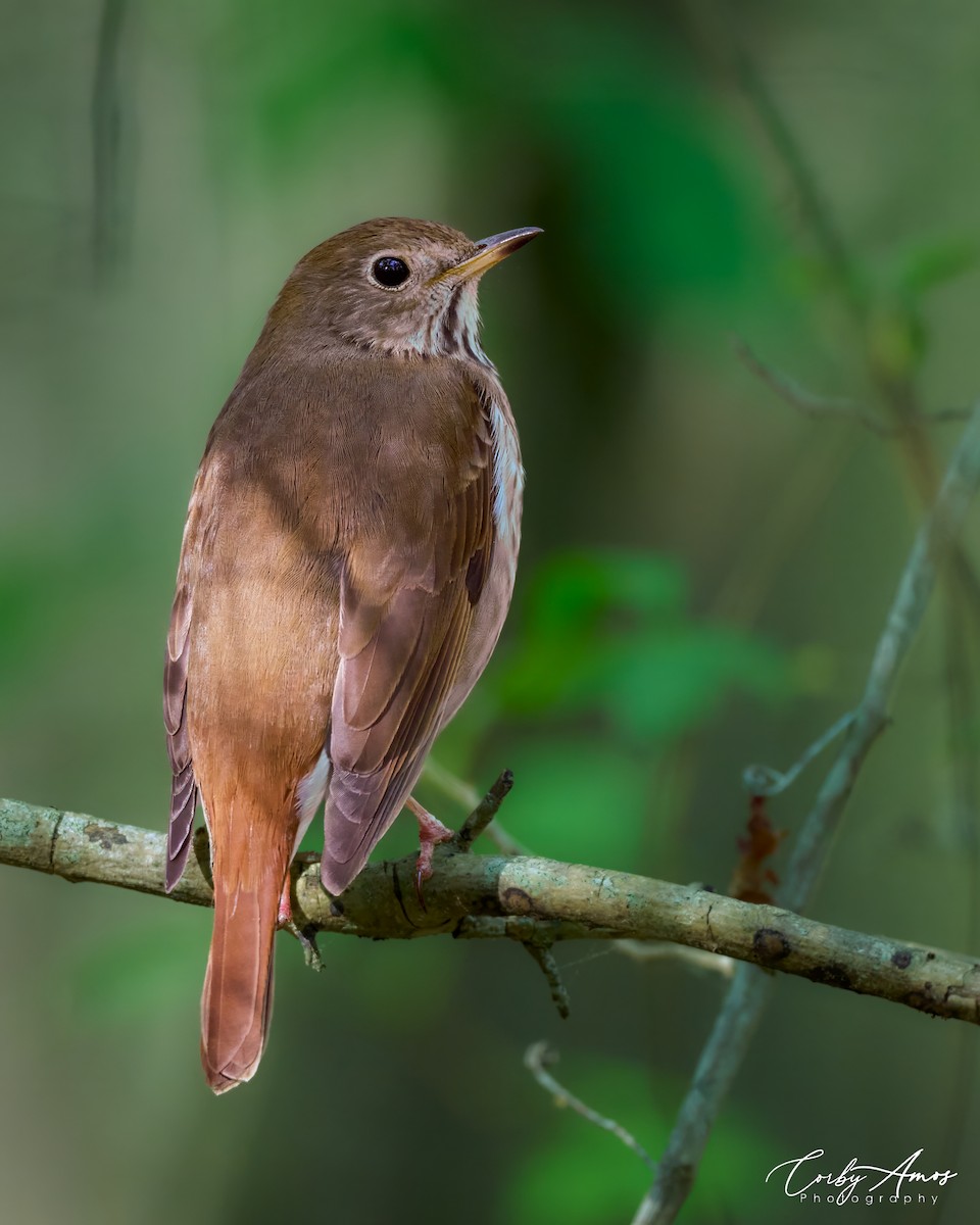 Hermit Thrush - ML617338393