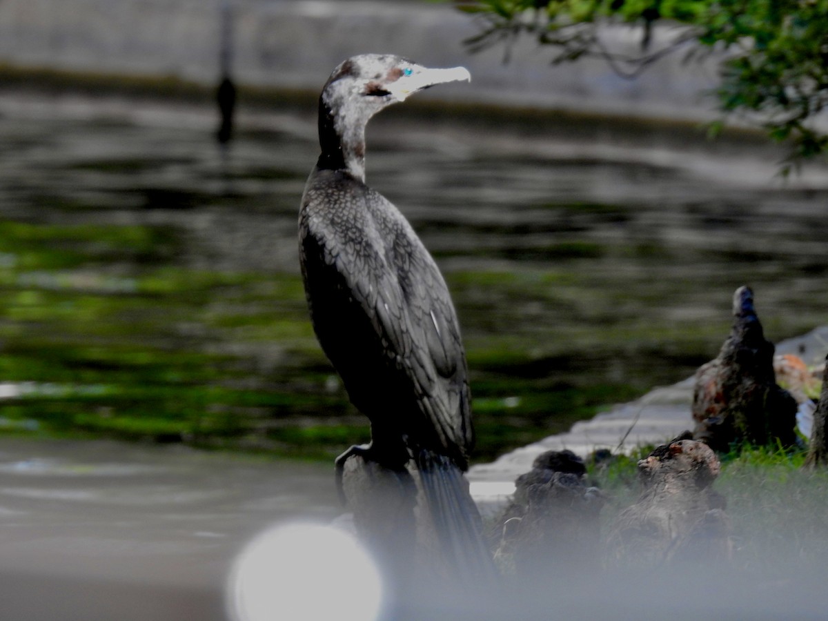 Neotropic Cormorant - ML617338426