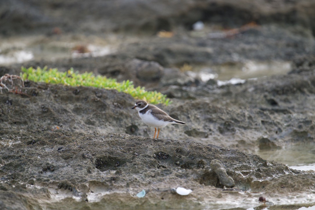 Semipalmated Plover - ML617338428