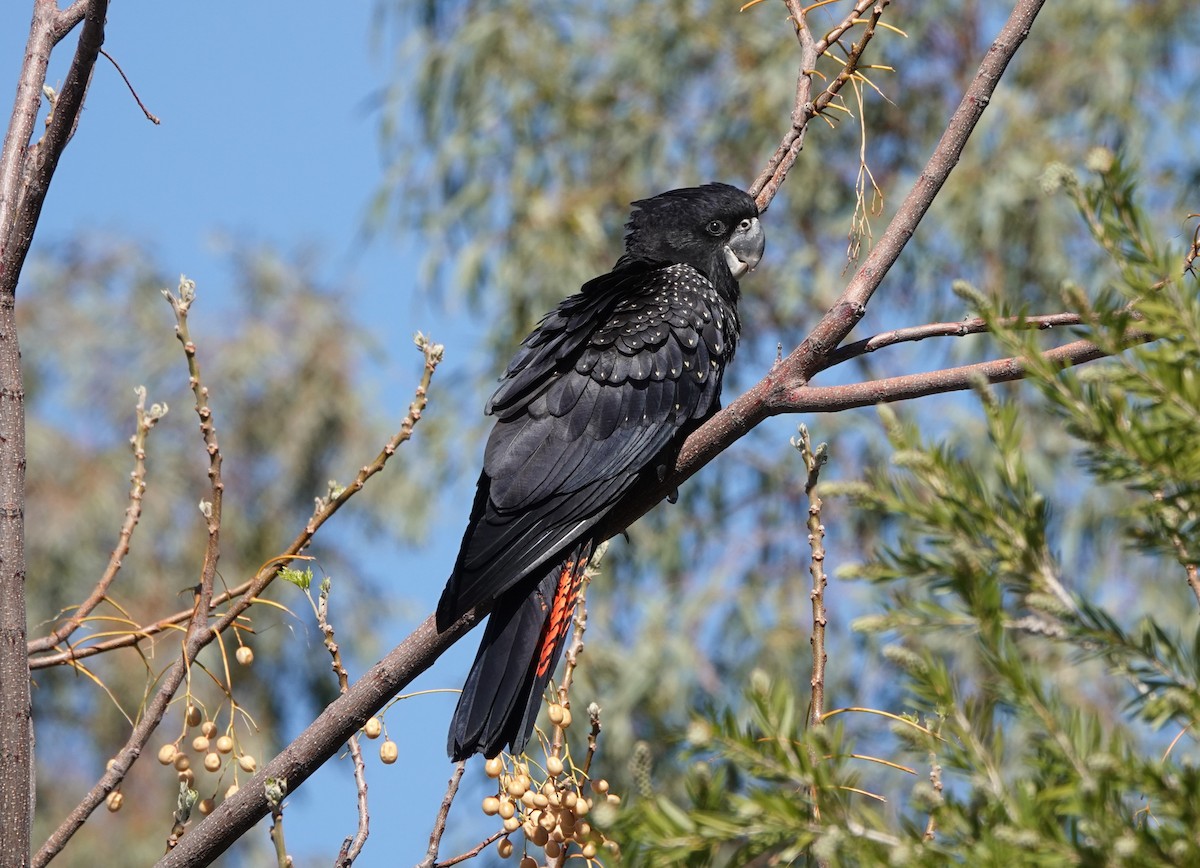 Red-tailed Black-Cockatoo - ML617338431