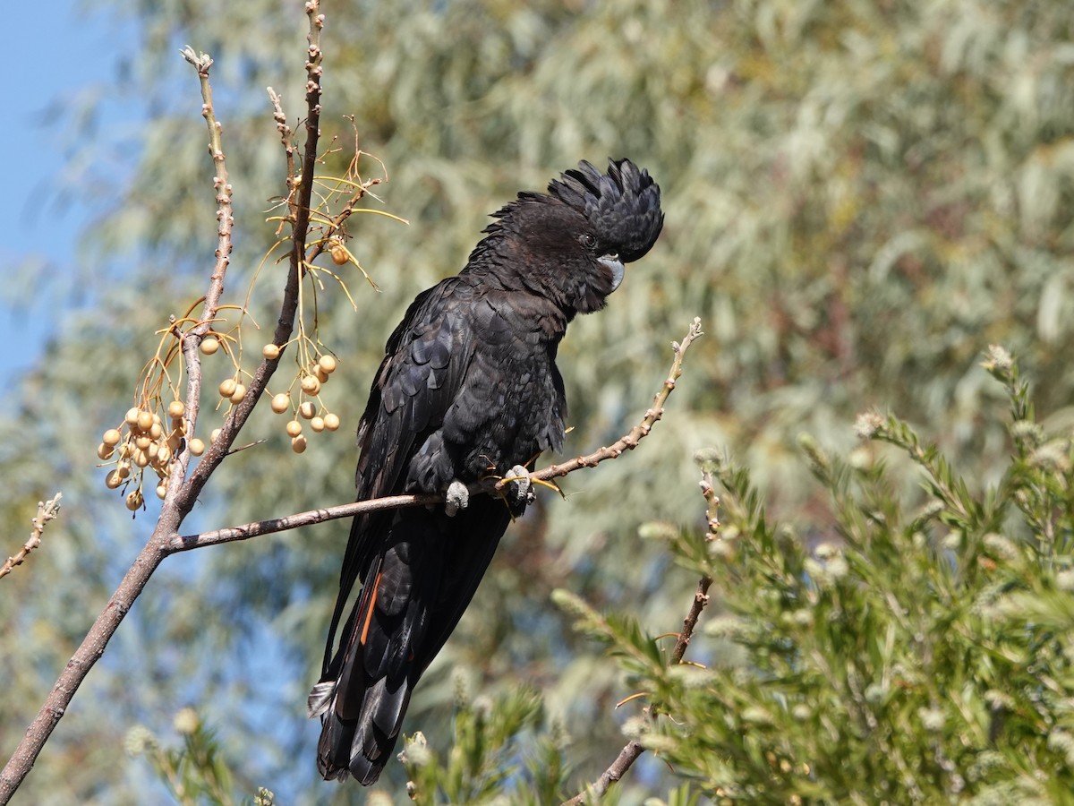 Red-tailed Black-Cockatoo - ML617338432